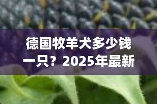 德国牧羊犬多少钱一只？2025年最新价格指南与选购全攻略