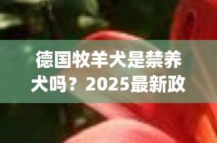 德国牧羊犬是禁养犬吗？2025最新政策解读+合法饲养全攻略