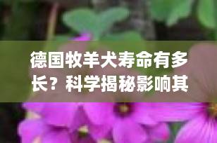 德国牧羊犬寿命有多长？科学揭秘影响其长寿的5大关键因素