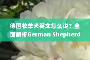 德国牧羊犬英文怎么说？全面解析German Shepherd Dog的命名、用法与文化内涵（2025最新指南）