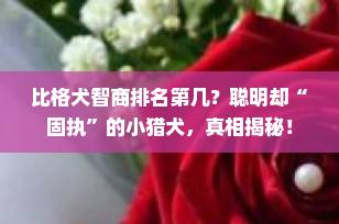 比格犬智商排名第几？聪明却“固执”的小猎犬，真相揭秘！