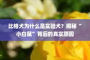 比格犬为什么是实验犬？揭秘“小白鼠”背后的真实原因