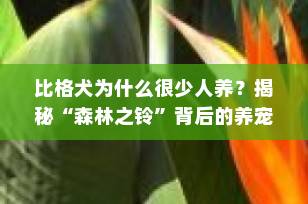 比格犬为什么很少人养？揭秘“森林之铃”背后的养宠真相