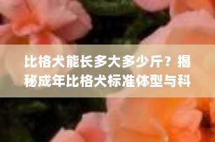 比格犬能长多大多少斤？揭秘成年比格犬标准体型与科学体重管理（2025最新指南）