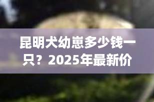 昆明犬幼崽多少钱一只？2025年最新价格行情与选购指南