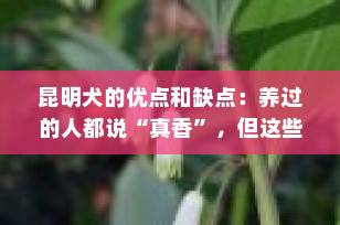 昆明犬的优点和缺点：养过的人都说“真香”，但这些坑你必须知道！