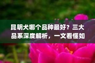 昆明犬哪个品种最好？三大品系深度解析，一文看懂如何选择！