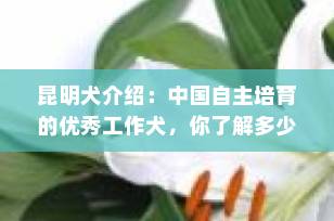 昆明犬介绍：中国自主培育的优秀工作犬，你了解多少？