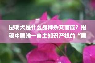 昆明犬是什么品种杂交而成？揭秘中国唯一自主知识产权的“国犬”