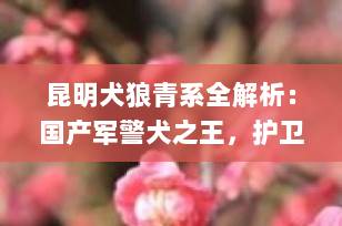 昆明犬狼青系全解析：国产军警犬之王，护卫与忠诚的完美结合 | 宠物知识博主深度科普
