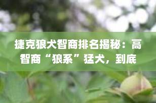 捷克狼犬智商排名揭秘：高智商“狼系”猛犬，到底有多聪明？