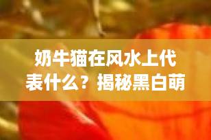 奶牛猫在风水上代表什么？揭秘黑白萌宠的招财寓意与家居能量