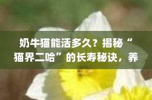 奶牛猫能活多久？揭秘“猫界二哈”的长寿秘诀，养猫人必看！