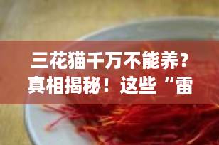 三花猫千万不能养？真相揭秘！这些“雷点”你真的了解吗？
