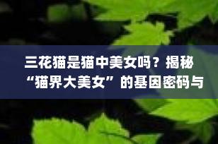 三花猫是猫中美女吗？揭秘“猫界大美女”的基因密码与审美真相