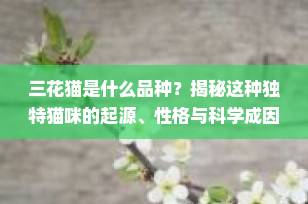 三花猫是什么品种？揭秘这种独特猫咪的起源、性格与科学成因