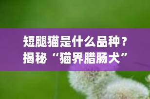 短腿猫是什么品种？揭秘“猫界腊肠犬”曼基康的真相与养护全攻略