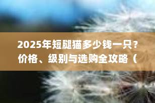 2025年短腿猫多少钱一只？价格、级别与选购全攻略（附最新行情）