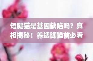 短腿猫是基因缺陷吗？真相揭秘！养矮脚猫前必看的科学解析