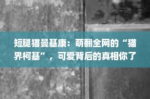 短腿猫曼基康：萌翻全网的“猫界柯基”，可爱背后的真相你了解吗？
