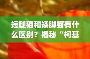 短腿猫和矮脚猫有什么区别？揭秘“柯基猫”的真实身份