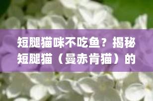 短腿猫咪不吃鱼？揭秘短腿猫（曼赤肯猫）的饮食真相与科学喂养指南