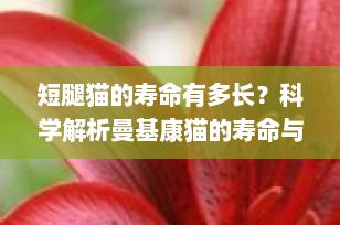 短腿猫的寿命有多长？科学解析曼基康猫的寿命与健康养护指南