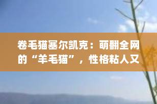 卷毛猫塞尔凯克：萌翻全网的“羊毛猫”，性格粘人又聪明，养过的都说好！
