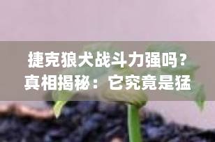 捷克狼犬战斗力强吗？真相揭秘：它究竟是猛犬之王还是被误解的温顺伙伴？