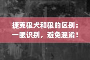 捷克狼犬和狼的区别：一眼识别，避免混淆！