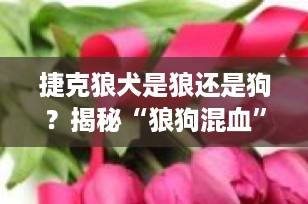 捷克狼犬是狼还是狗？揭秘“狼狗混血”的真实身份，99%的人都搞错了！