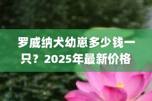 罗威纳犬幼崽多少钱一只？2025年最新价格指南+选购避坑全攻略