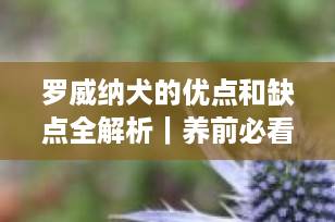 罗威纳犬的优点和缺点全解析｜养前必看，别再被“猛犬”标签误导！