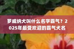 罗威纳犬叫什么名字霸气？2025年最受欢迎的霸气犬名推荐合集