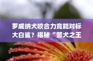 罗威纳犬咬合力竟能对标大白鲨？揭秘“警犬之王”的惊人力量与驯养之道