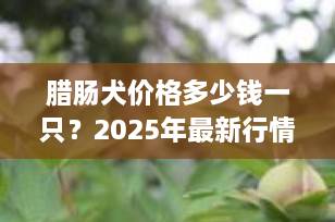 腊肠犬价格多少钱一只？2025年最新行情与选购全攻略