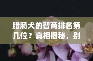 腊肠犬的智商排名第几位？真相揭秘，别再被“笨狗”标签骗了！