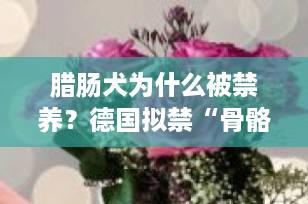 腊肠犬为什么被禁养？德国拟禁“骨骼异常”犬种引发全球热议