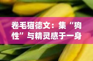 卷毛猫德文：集“狗性”与精灵感于一身的完美家庭伴侣，2025年最值得养的猫咪之一！