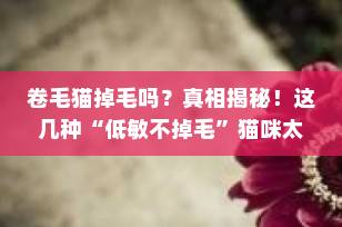 卷毛猫掉毛吗？真相揭秘！这几种“低敏不掉毛”猫咪太适合家庭养了