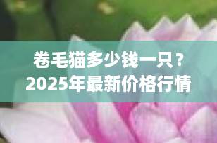 卷毛猫多少钱一只？2025年最新价格行情与选购全攻略