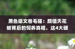 黑色德文卷毛猫：颜值天花板背后的饲养真相，这4大硬伤你必须知道！