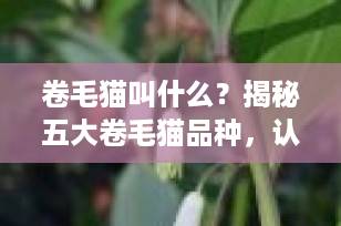 卷毛猫叫什么？揭秘五大卷毛猫品种，认识“披着羊皮的猫”