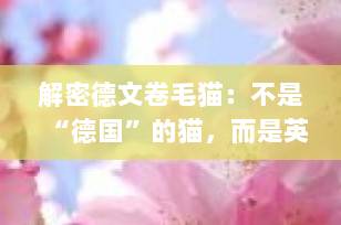 解密德文卷毛猫：不是“德国”的猫，而是英伦萌宝的软糯卷毛精灵