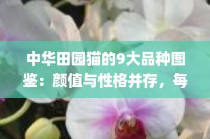 中华田园猫的9大品种图鉴：颜值与性格并存，每一只都是独一无二的宝藏！