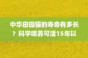 中华田园猫的寿命有多长？科学喂养可活15年以上，最长纪录36年！