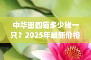 中华田园猫多少钱一只？2025年最新价格行情与养猫指南全解析