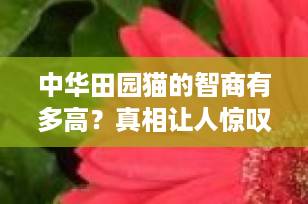 中华田园猫的智商有多高？真相让人惊叹！