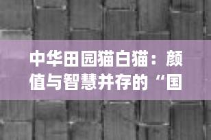 中华田园猫白猫：颜值与智慧并存的“国宝级”家宠，你了解多少？