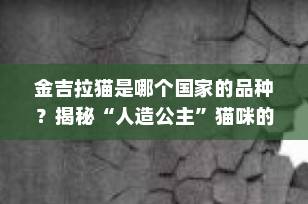 金吉拉猫是哪个国家的品种？揭秘“人造公主”猫咪的起源与魅力